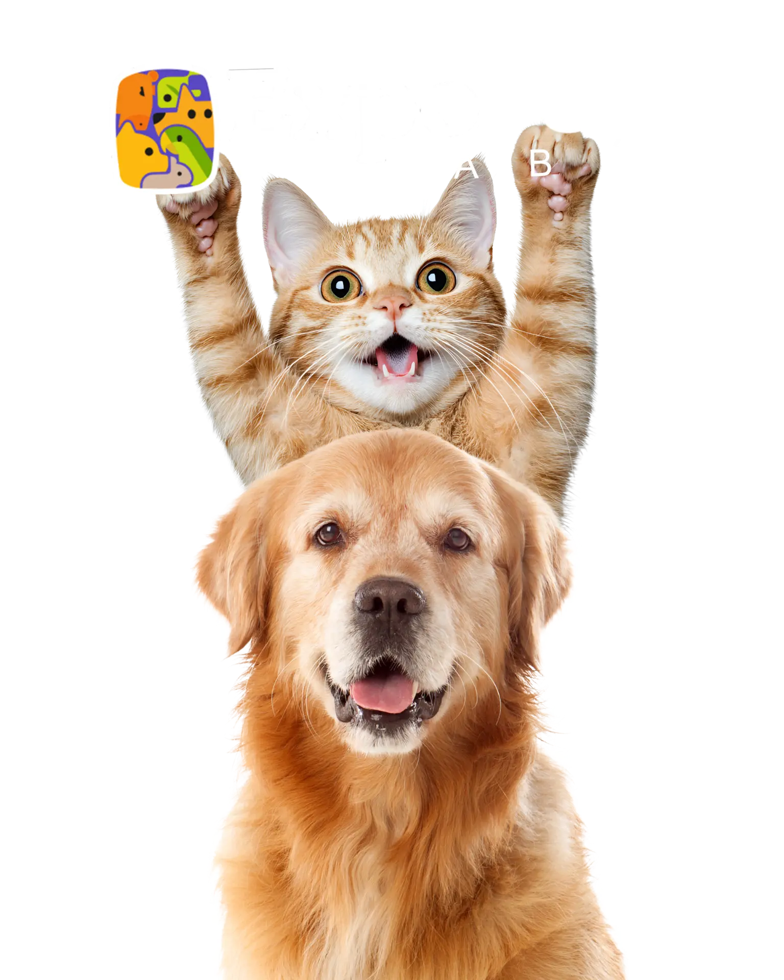 Cachorro e gato da ExpoPet Cuiabá